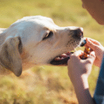 Is Fenbendazole Safe for Dogs? What the Science and Vets Say