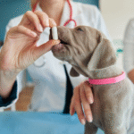 Can Ivermectin Protect Your Dog From Parasites? Here’s What Vets Say