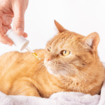 How Pyrantel Pamoate Helps Keep Your Cat Worm-Free