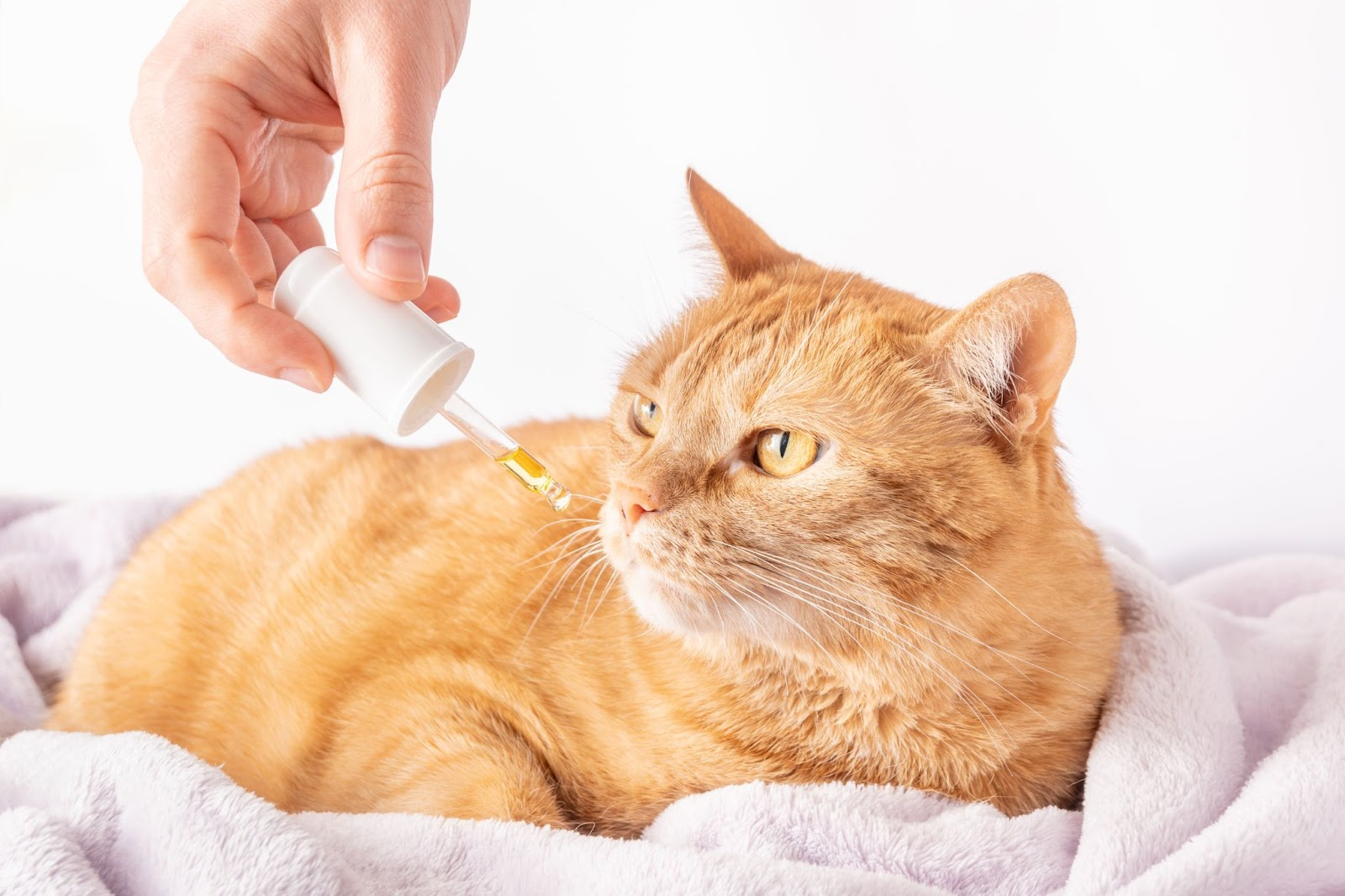 How Pyrantel Pamoate Helps Keep Your Cat Worm-Free