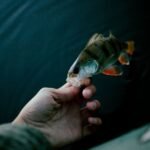 DO FRESHWATER FISH HAVE MERCURY? WHAT YOU NEED TO KNOW