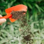 THE SCIENCE BEHIND AMMONIUM NITRATE FERTILIZER AND PLANT NUTRITION