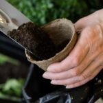 HOW PHOSPHORUS FERTILIZERS IMPROVE FLOWERING AND FRUIT FORMATION