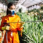 HOW DDT BECAME ONE OF THE MOST REGULATED PESTICIDES IN HISTORY