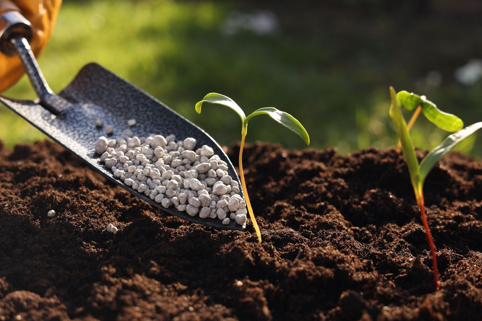 UNDERSTANDING THE ROLE OF HIGH POTASSIUM FERTILIZERS IN PLANT HEALTH AND PRODUCTIVITY
