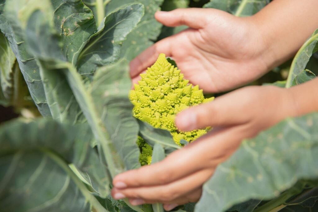 neonicotinoid active compounds agriculture impact