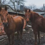 UNDERSTANDING FIROCOXIB FOR HORSES AS A COX-2 SELECTIVE ACTIVE PHARMACEUTICAL INGREDIENT