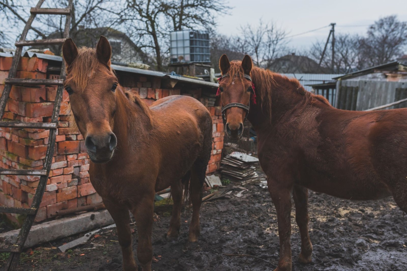 UNDERSTANDING FIROCOXIB FOR HORSES AS A COX-2 SELECTIVE ACTIVE PHARMACEUTICAL INGREDIENT