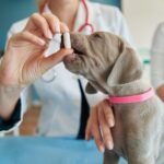 HOW ENROFLOXACIN FOR DOGS WORKS AS A FLUOROQUINOLONE ACTIVE PHARMACEUTICAL INGREDIENT