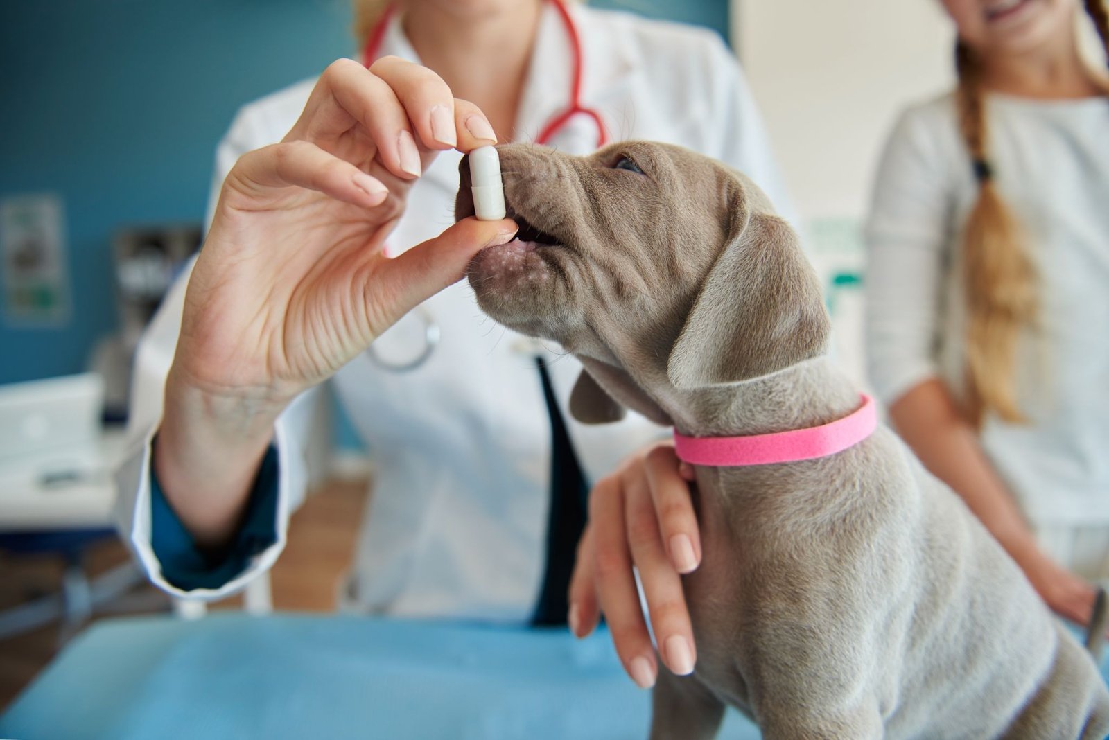 HOW ENROFLOXACIN FOR DOGS WORKS AS A FLUOROQUINOLONE ACTIVE PHARMACEUTICAL INGREDIENT