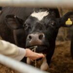 VETERINARY USES OF FLORFENICOL ANTIBIOTIC CATTLE ACTIVE INGREDIENT IN HERD HEALTH