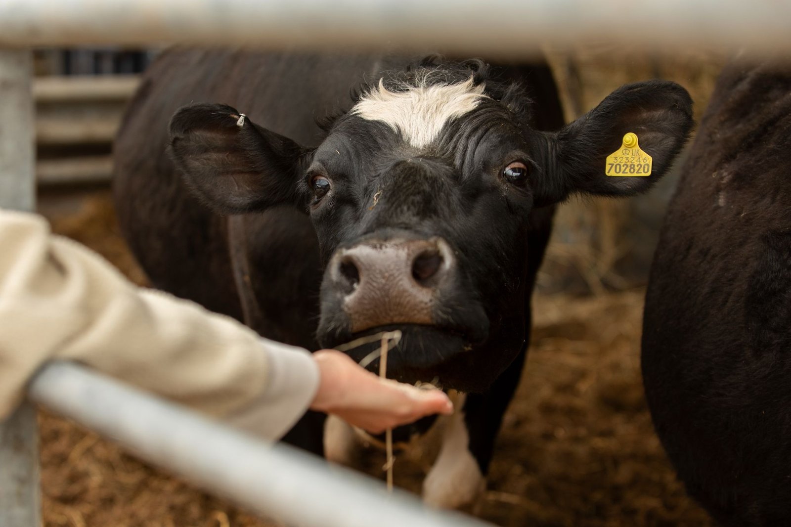 VETERINARY USES OF FLORFENICOL ANTIBIOTIC CATTLE ACTIVE INGREDIENT IN HERD HEALTH