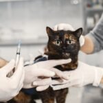 VETERINARY APPLICATIONS OF KETOPROFEN INJECTION AS AN ACTIVE PAIN CONTROL INGREDIENT