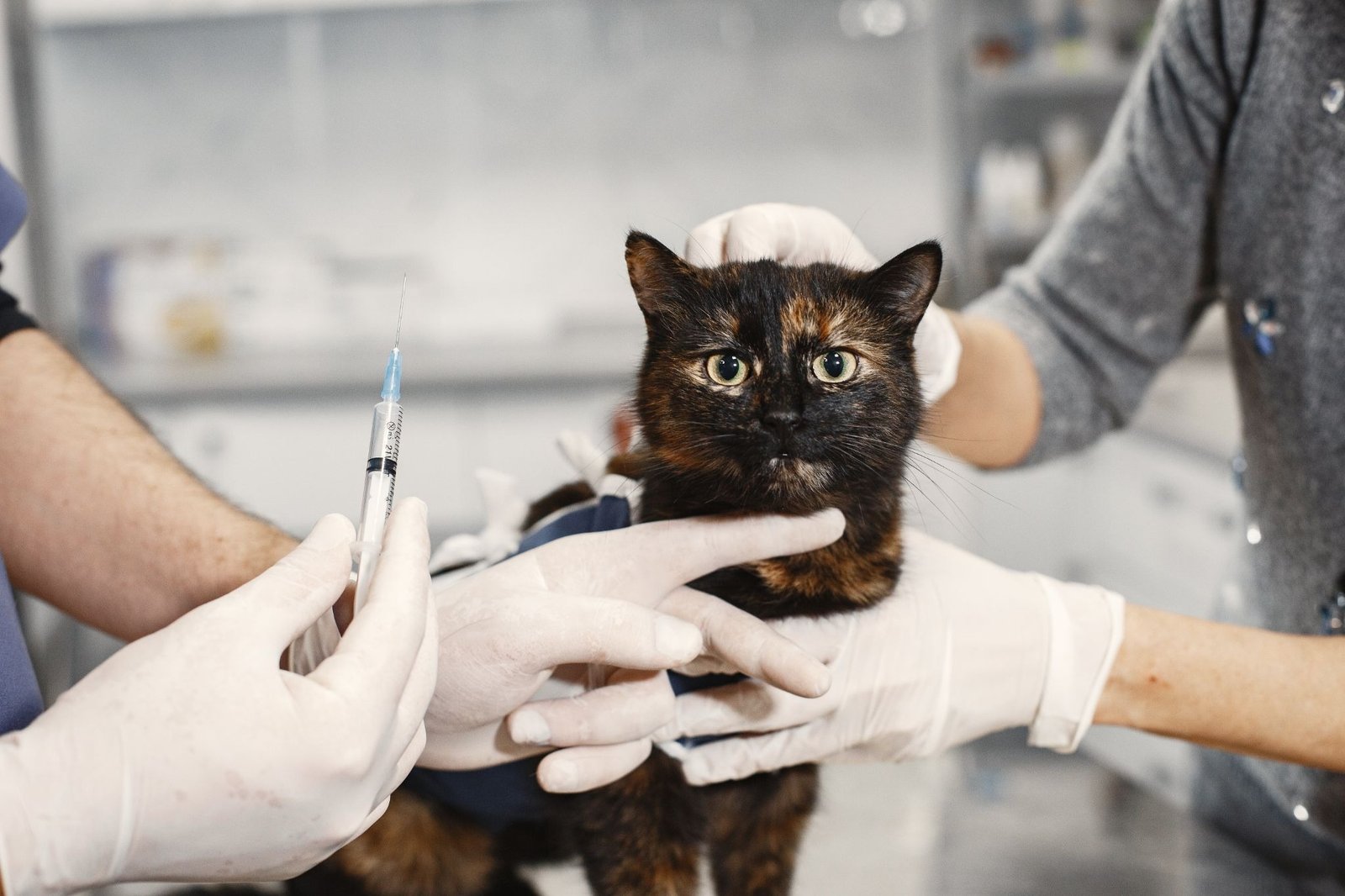 VETERINARY APPLICATIONS OF KETOPROFEN INJECTION AS AN ACTIVE PAIN CONTROL INGREDIENT
