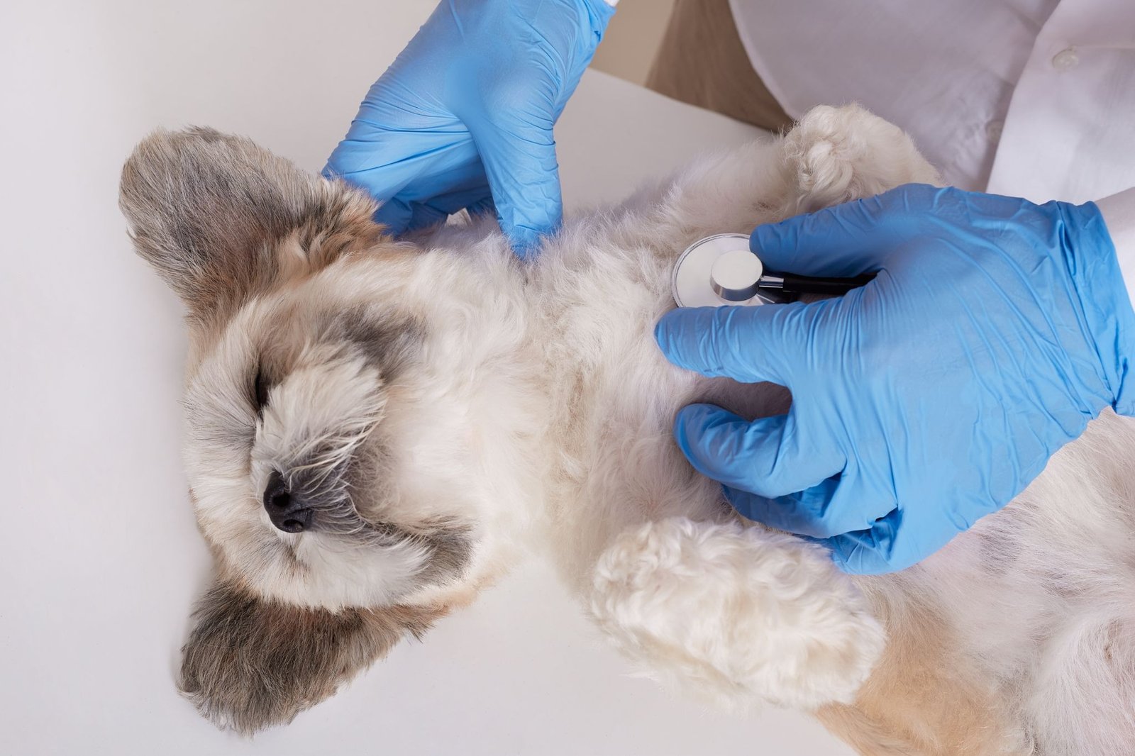 VETERINARY GUIDE TO DEXAMETHASONE ACTIVE INGREDIENT IN ANIMAL HEALTH CARE