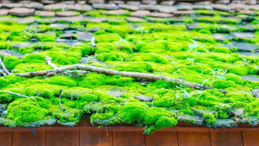 algae bioactive substances environment