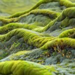 HOW ALGAE BIOACTIVE SUBSTANCES INFLUENCE AQUATIC ENVIRONMENTAL BALANCE AND WATER QUALITY