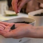 HOW HUMIC ACID ACTIVE INGREDIENT IMPROVES SOIL FERTILITY AND CROP YIELD