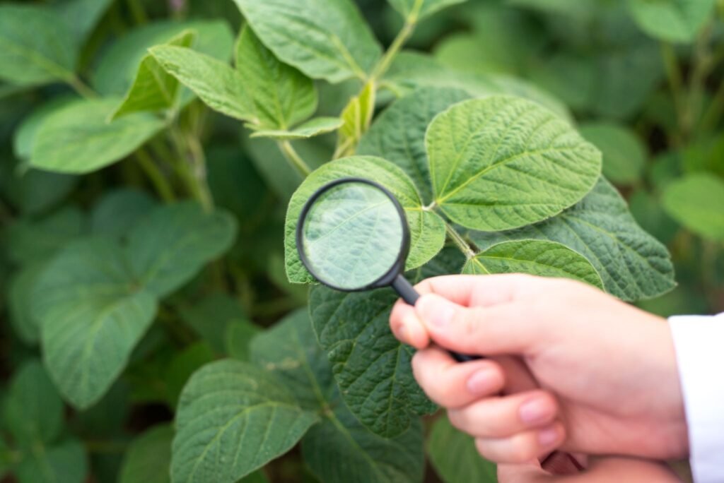fulvic acid agricultural benefits active compound